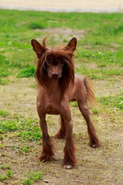 Köpek doğurmak Çin Tepeli bir arka planda yeşil çimen