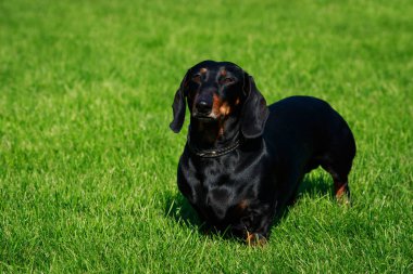 Köpek doğurmak dachshund yeşil çimenlerin üzerinde duruyor