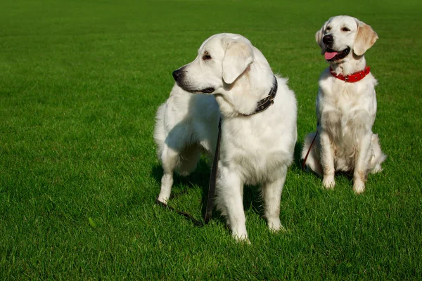 Dos Perros Golden Retriever Una Hierba Verde — Foto de Stock