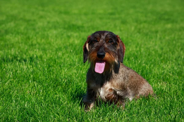 Der Rauhaardackel Sitzt Auf Grünem Gras — Stockfoto