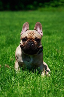 Yeşil çimenlerin üzerinde köpek doğurmak Fransız buldozer