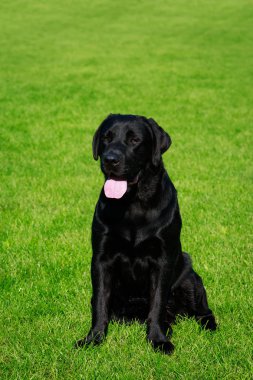 The dog breed Labrador sits on a green grass clipart
