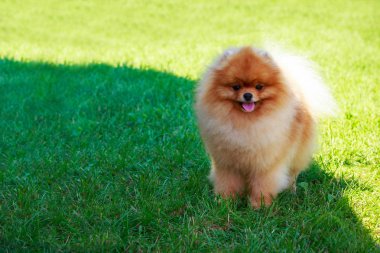 Küçük Pomeranian Spitz stand yeşil çimenlerin üzerinde