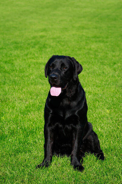 The dog breed Labrador sits on a green grass