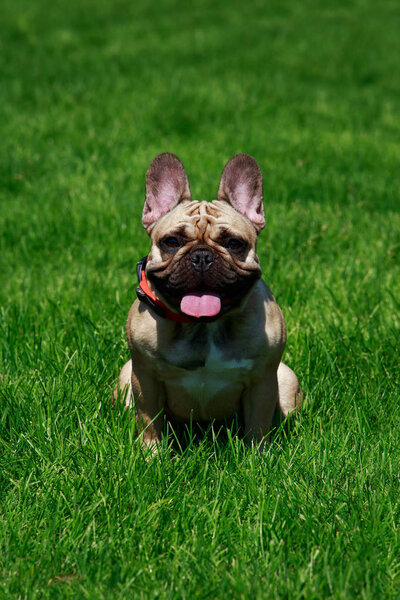 Dog breed French Bulldog on the green grass