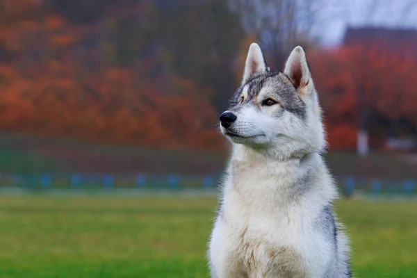 Cachorro Raza Perro Husky Siberiano Sienta Hierba Verde —  Fotos de Stock