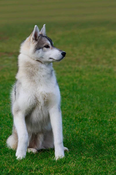 Cachorro Raza Perro Husky Siberiano Sienta Hierba Verde —  Fotos de Stock