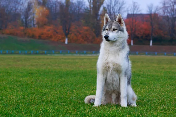 Welpe Der Hunderasse Siberian Husky Sitzt Auf Grünem Gras — Stockfoto