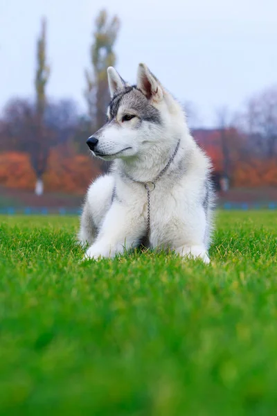Valp Hund Rasen Siberian Husky Grönt Gräs — Stockfoto