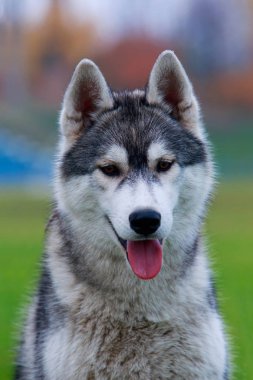 Köpek yavrusu köpek doğurmak Siberian dış yapraklar yeşil çimenlerin üzerinde oturur