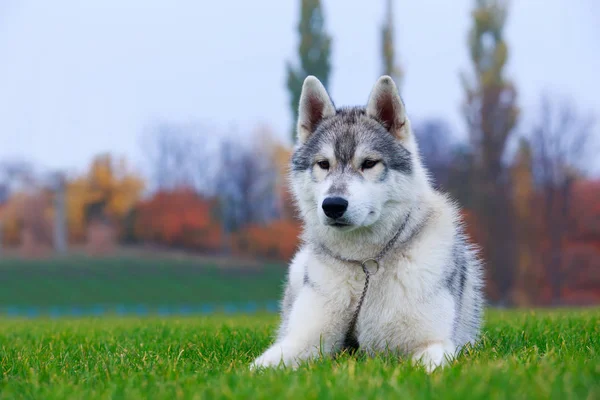 Filhote Cachorro Raça Cão Husky Siberiano Grama Verde — Fotografia de Stock