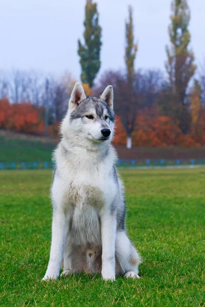 Puppy Σκύλος Ράτσας Χάσκυ Σιβηρίας Κάθεται Στο Πράσινο Γρασίδι — Φωτογραφία Αρχείου