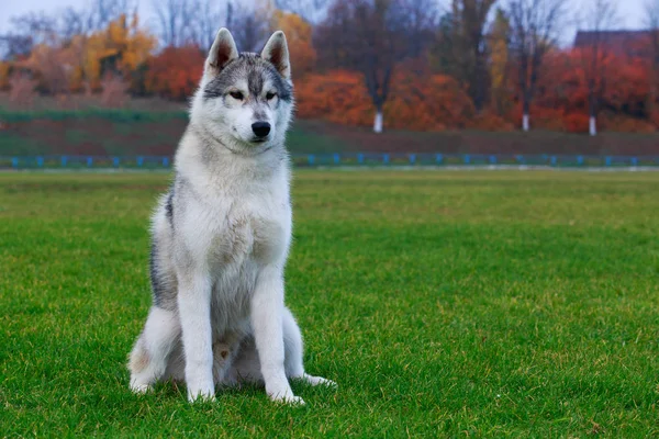Filhote Cachorro Raça Cão Siberian Husky Senta Grama Verde — Fotografia de Stock