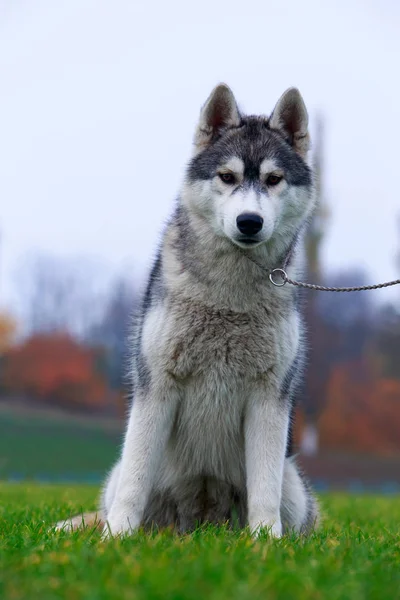 Puppy Σκύλος Ράτσας Χάσκυ Σιβηρίας Κάθεται Στο Πράσινο Γρασίδι — Φωτογραφία Αρχείου