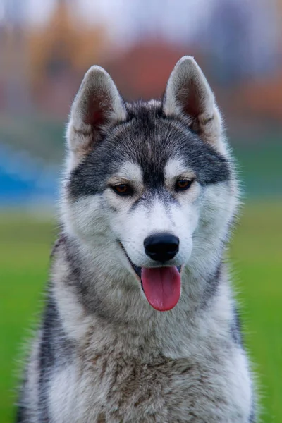 Szczeniak Pies Rasy Siberian Husky Siedzi Zielonej Trawie — Zdjęcie stockowe