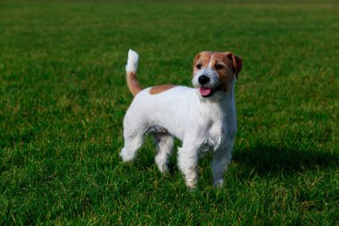 Köpek doğurmak kriko Rusya korkunç yeşil çimenlerin üzerinde duruyor