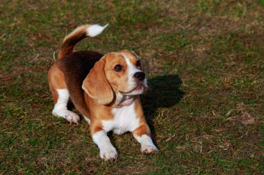 köpek doğurmak beagle yeşil çim üzerinde yalan