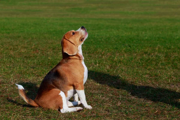 Perro Raza Beagle Sentado Verde Hierba — Foto de Stock