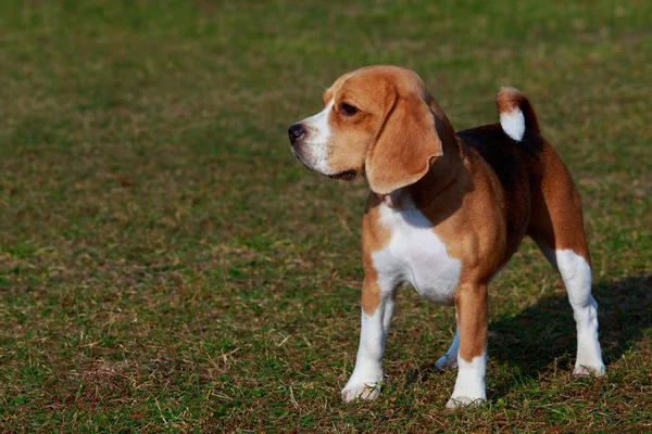 Raza Perro Beagle Está Pie Sobre Hierba Verde — Foto de Stock