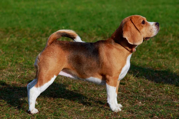 Raza Perro Beagle Está Pie Sobre Hierba Verde — Foto de Stock