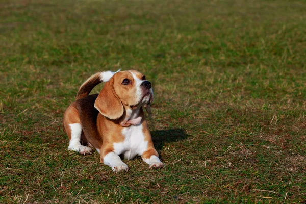 Raza Perro Beagle Está Acostado Hierba Verde — Foto de Stock