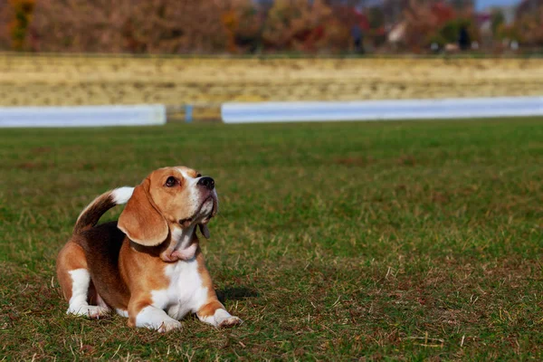 Raza Perro Beagle Está Acostado Hierba Verde — Foto de Stock