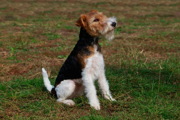 Kutya Tenyészt Foxterrier Fűben — Stock Fotó