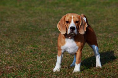 köpek doğurmak beagle yeşil çimenlerin üzerinde duruyor