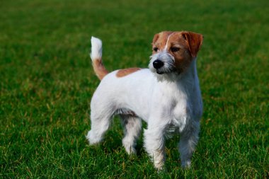 Köpek doğurmak kriko Rusya korkunç yeşil çimenlerin üzerinde duruyor