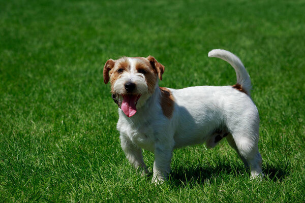 The dog breed Jack Russell terrier is standing on a green grass