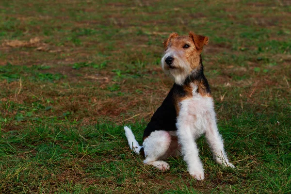 Raça Cão Fox Terrier Sentado Uma Grama — Fotografia de Stock