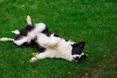 Köpek doğurmak kenar kömür ocağı yeşil çimenlerin üzerinde yatıyor