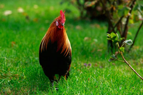 Gran Gallo Colorido Sobre Una Hierba Verde — Foto de Stock