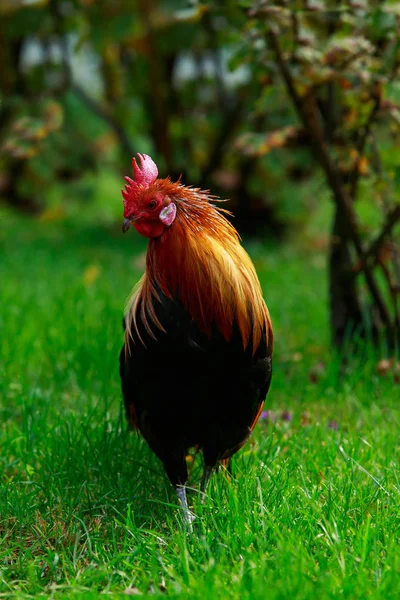 Big Colorful Rooster Green Grass — Stock Photo, Image