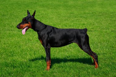 Genç köpek yavrusu köpek doğurmak Doberman Pinscher yeşil çim arka plan üzerinde duruyor