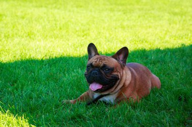 Yeşil çimenlerin üzerinde köpek doğurmak Fransız buldozer