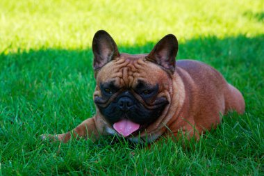 Yeşil çimenlerin üzerinde köpek doğurmak Fransız buldozer