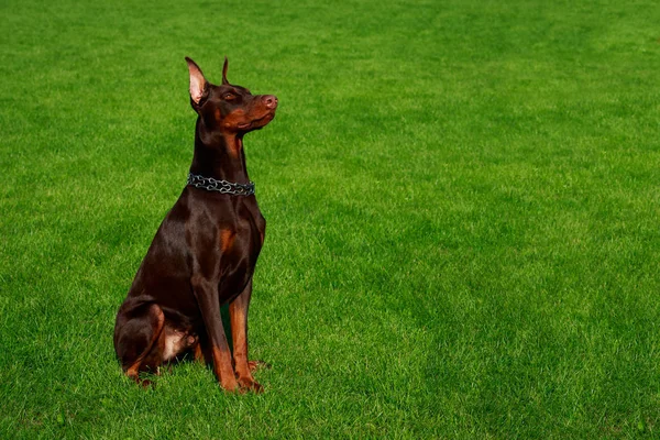 Собака Породи Доберман Пінчер Сидить Зеленій Траві — стокове фото