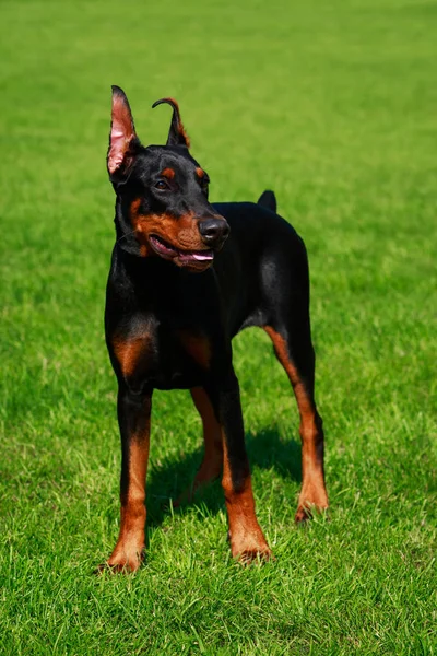 Jeune Chiot Chien Race Doberman Pinscher Dresse Sur Fond Herbe — Photo