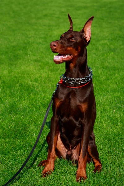 Race Chien Doberman Pinscher Est Assis Sur Une Herbe Verte — Photo