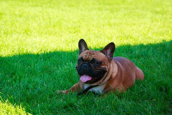 Pies Rasy Buldog Francuski Zielonej Trawie — Zdjęcie stockowe