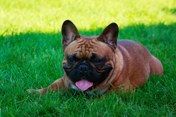 Raça Cão Bulldog Francês Grama Verde — Fotografia de Stock