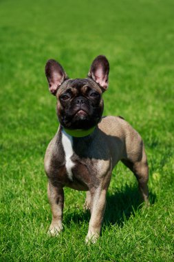 Dog breed French Bulldog on the green grass clipart