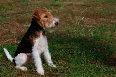Köpek doğurmak tilki korkunç bir çim üzerinde oturan