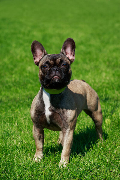 Dog breed French Bulldog on the green grass