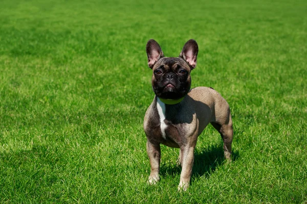 Yeşil Çimenlerin Üzerinde Köpek Doğurmak Fransız Buldozer — Stok fotoğraf