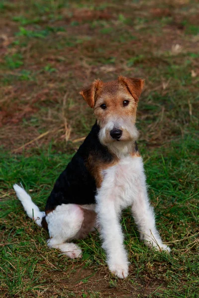 Kutya Tenyészt Foxterrier Fűben — Stock Fotó