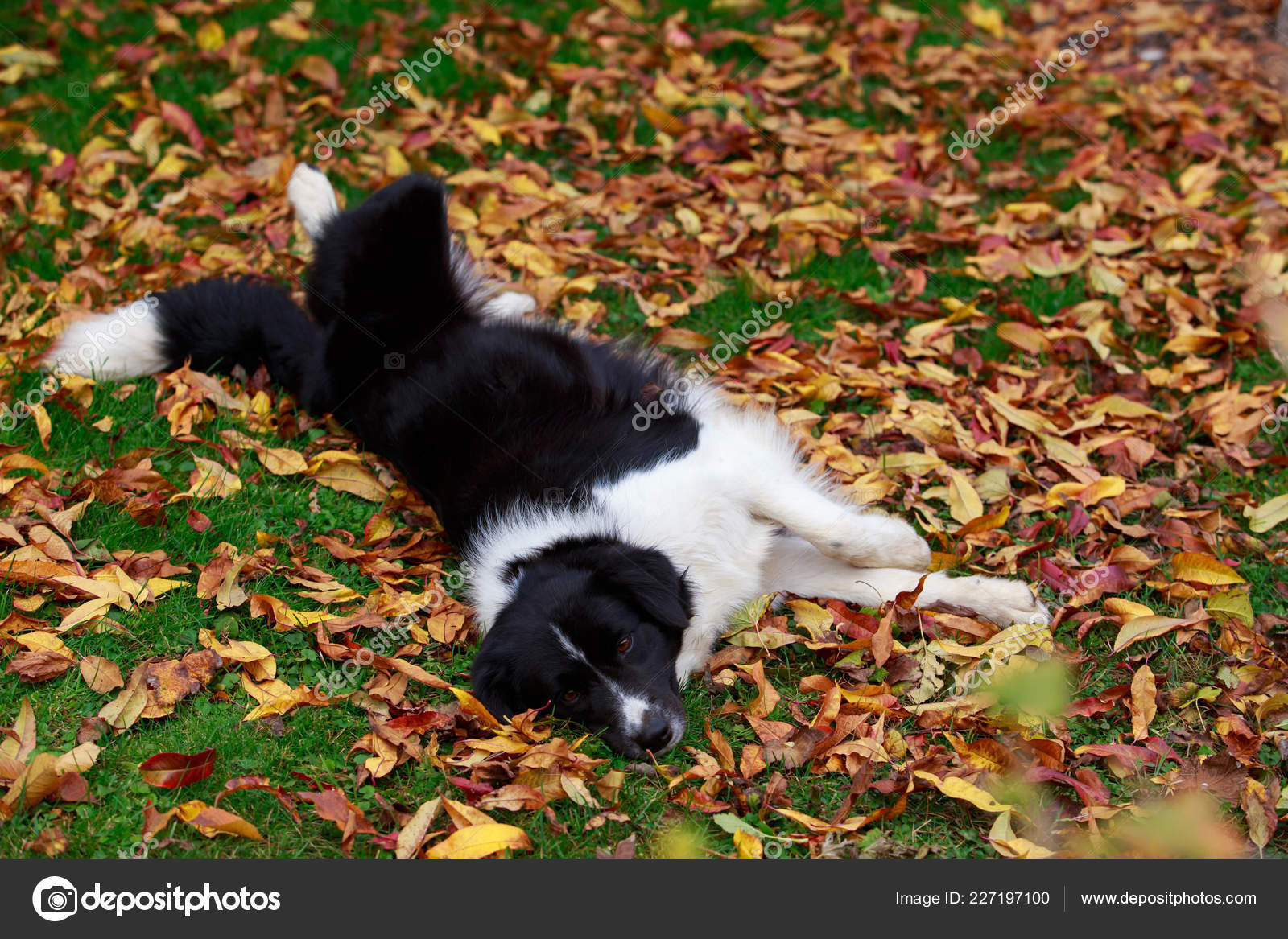 Dog Breed Border Collie Lies Green Grass Yellow Leaves Stock