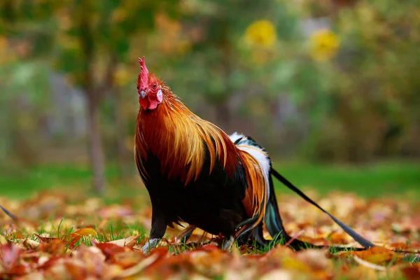 Gran Gallo Colorido Sobre Una Hierba Verde — Foto de Stock