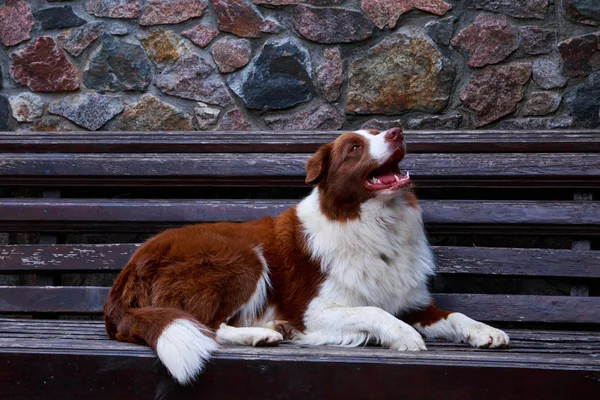 Dog Border Collie Deitado Banco — Fotografia de Stock